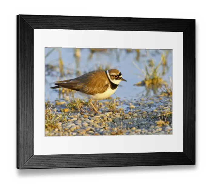 Framed Print : Little ringed plover -Charadrius dubius-, Burgenland, Austria, Europe