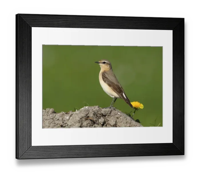 Framed Print : Wheatear -Oenanthe oenanthe- Framed Print : Wheatear -Oenanthe oenanthe-