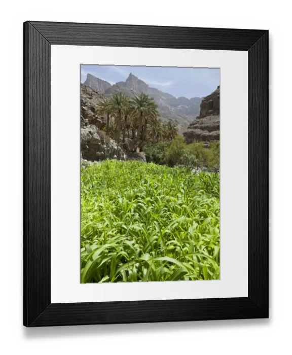 Framed Print : Oasis with date palms and green fields, canyon of Jebel Shams, Hadschar-Gebirge, Al Hajir, Oman