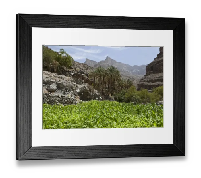 Framed Print : Oasis with date palms and green fields, canyon of Jebel Shams, Hadschar-Gebirge, Al Hajir, Oman Framed Print : Oasis with date palms and green fields, canyon of Jebel Shams, Hadschar-Gebirge, Al Hajir, Oman