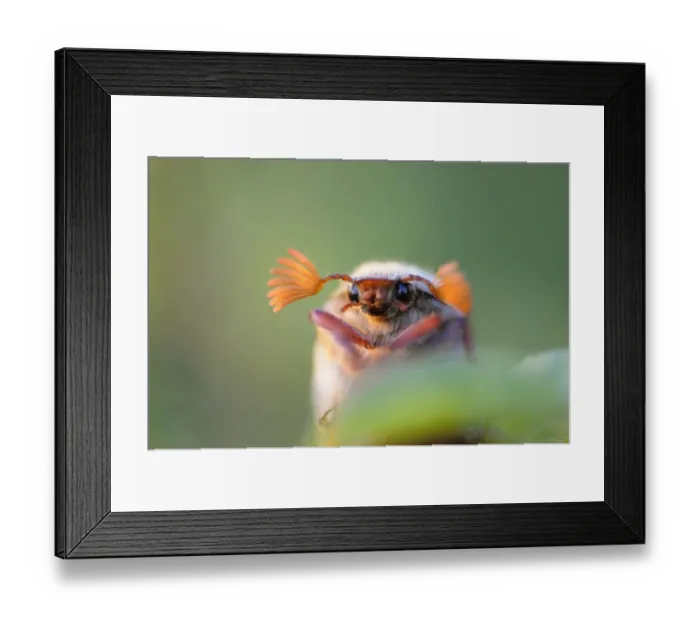 Framed Print : Cockchafer -Melolontha melolontha-, Weinviertel, Lower Austria, Austria Framed Print : Cockchafer -Melolontha melolontha-, Weinviertel, Lower Austria, Austria