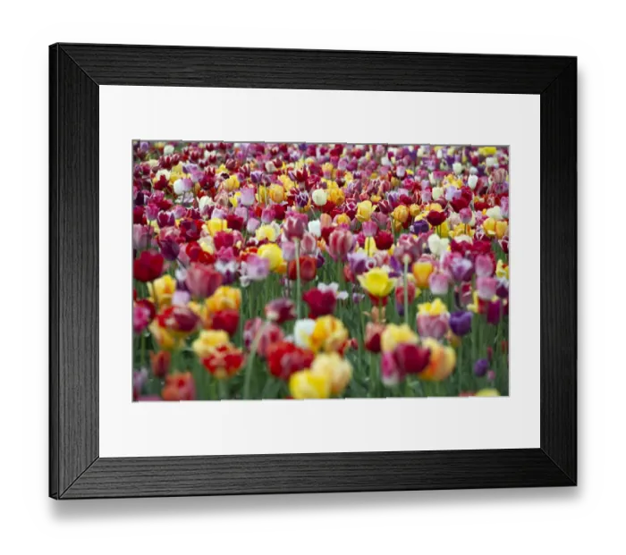 Framed Print : Tulips -Tulipa-, tulip field near Freiburg im Breisgau, Baden-Wuerttemberg, Germany, Europe Framed Print : Tulips -Tulipa-, tulip field near Freiburg im Breisgau, Baden-Wuerttemberg, Germany, Europe