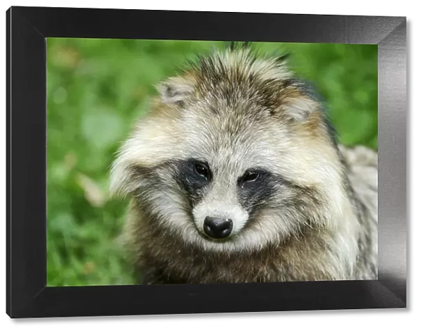 Raccoon dog, Tanuki or Magnut -Nyctereutes procyonoides-, portrait
