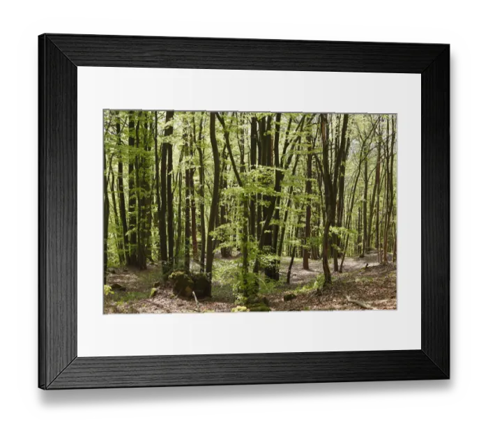 Framed Print : Beech forest in spring, Franconian Switzerland, Upper Franconia, Franconia, Bavaria, Germany, Europe Framed Print : Beech forest in spring, Franconian Switzerland, Upper Franconia, Franconia, Bavaria, Germany, Europe