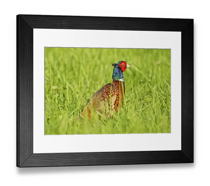 Framed Print : Common Pheasant -Phasianus colchicus-, male, Burgenland, Austria, Europe Framed Print : Common Pheasant -Phasianus colchicus-, male, Burgenland, Austria, Europe