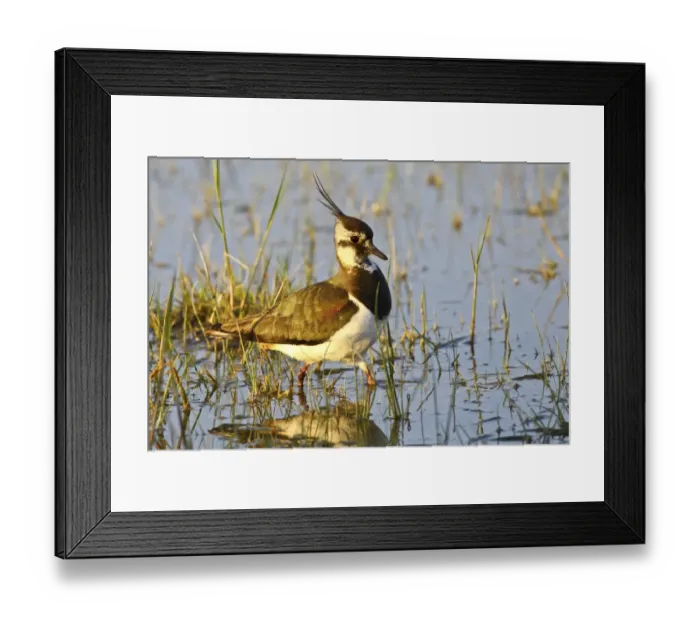 Framed Print : Lapwing -vanellus vanellus-, Burgenland, Austria, Europe Framed Print : Lapwing -vanellus vanellus-, Burgenland, Austria, Europe
