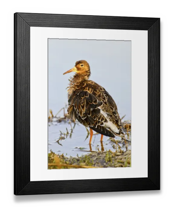 Framed Print : Ruff -Philomachus pugnax- Framed Print : Ruff -Philomachus pugnax-