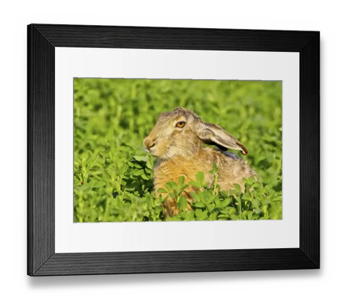 Framed Print : Brown hare -Lepus europaeus- sitting in clover, Burgenland, Austria, Europe