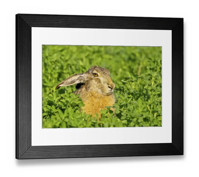 Framed Print : Brown hare -Lepus europaeus- sitting in clover, Burgenland, Austria, Europe Framed Print : Brown hare -Lepus europaeus- sitting in clover, Burgenland, Austria, Europe