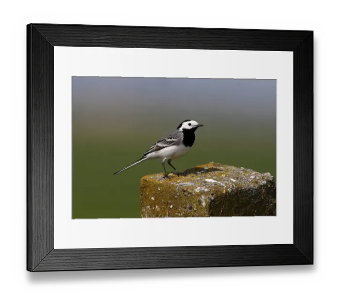 Framed Print : White Wagtail -Motacilla alba- perched on a stone pillar