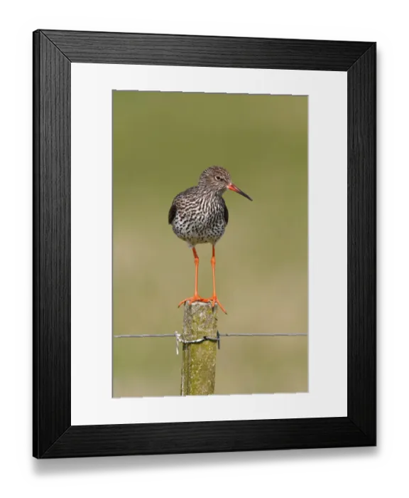 Framed Print : Redshank -Tringa totanus- perched on a fence post, Lauwersmeer National Park, Holland, Netherlands, Europe Framed Print : Redshank -Tringa totanus- perched on a fence post, Lauwersmeer National Park, Holland, Netherlands, Europe