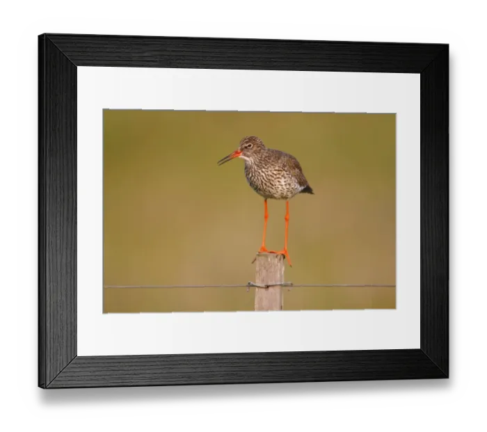 Framed Print : Redshank -Tringa totanus- perched on a fence post, Lauwersmeer National Park, Holland, Netherlands, Europe Framed Print : Redshank -Tringa totanus- perched on a fence post, Lauwersmeer National Park, Holland, Netherlands, Europe
