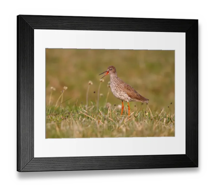 Framed Print : Redshank -Tringa totanus-, warning, in a meadow, Lauwersmeer National Park, Holland, Netherlands, Europe