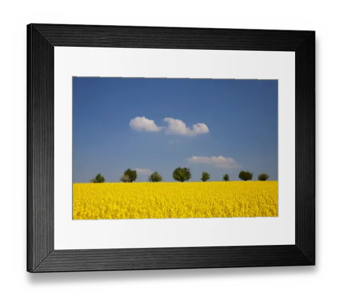 Framed Print : Field of Rape or Canola -Brassica napus- with trees at the rear Framed Print : Field of Rape or Canola -Brassica napus- with trees at the rear