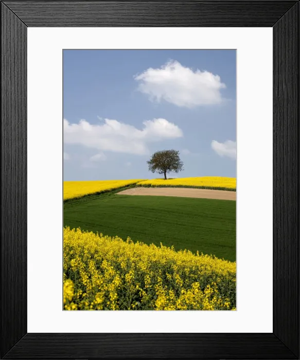 Framed Print : Single tree and a field of Rape or Canola -Brassica napus- Framed Print : Single tree and a field of Rape or Canola -Brassica napus-