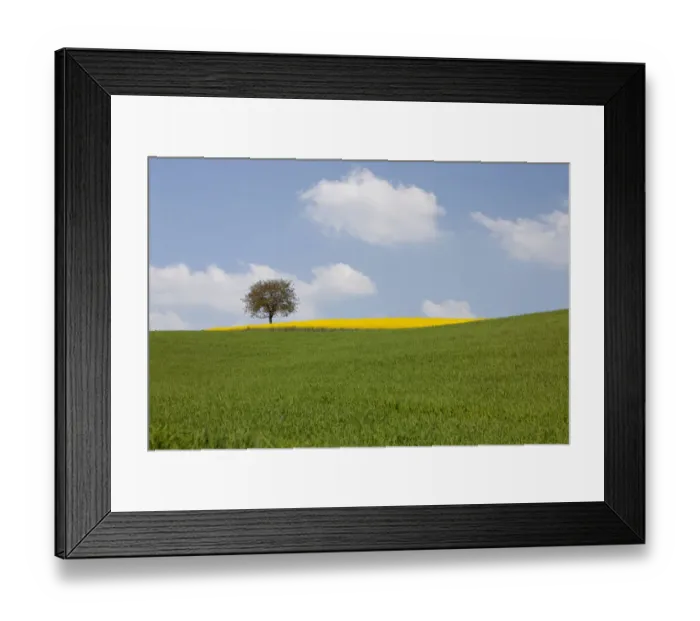 Framed Print : Single tree and a field of Rape or Canola -Brassica napus- Framed Print : Single tree and a field of Rape or Canola -Brassica napus-