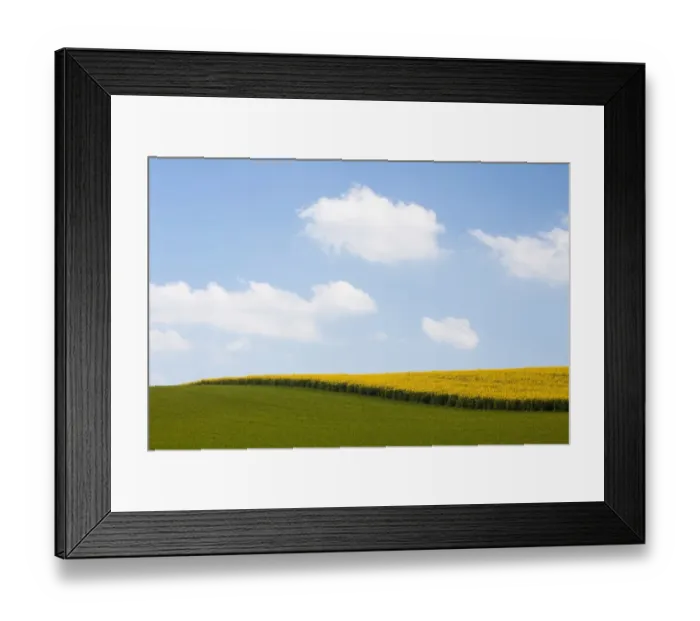 Framed Print : Field of Rape or Canola -Brassica napus- Framed Print : Field of Rape or Canola -Brassica napus-