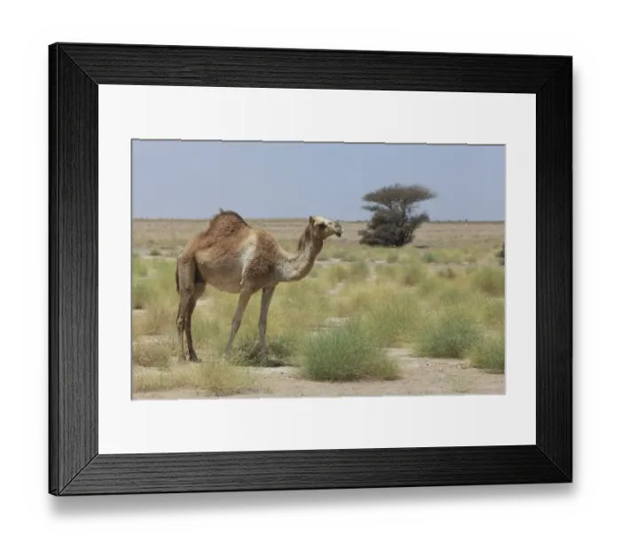 Framed Print : Dromedary -Camelus dromedarius-, living in the wild, Ibri, Az Zahira, Oman Framed Print : Dromedary -Camelus dromedarius-, living in the wild, Ibri, Az Zahira, Oman