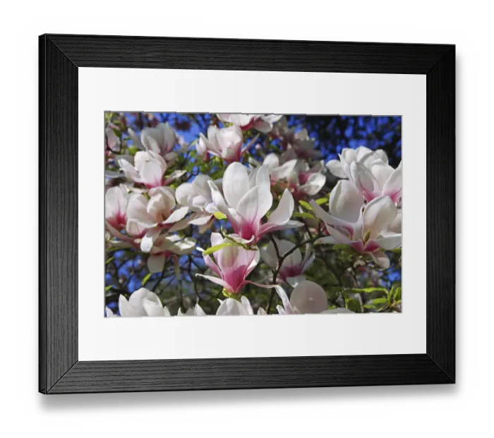 Framed Print : Magnolia blossoms, Magnolia -Magnolia-, Planten un Blomen, Hamburg, Germany, Europe Framed Print : Magnolia blossoms, Magnolia -Magnolia-, Planten un Blomen, Hamburg, Germany, Europe