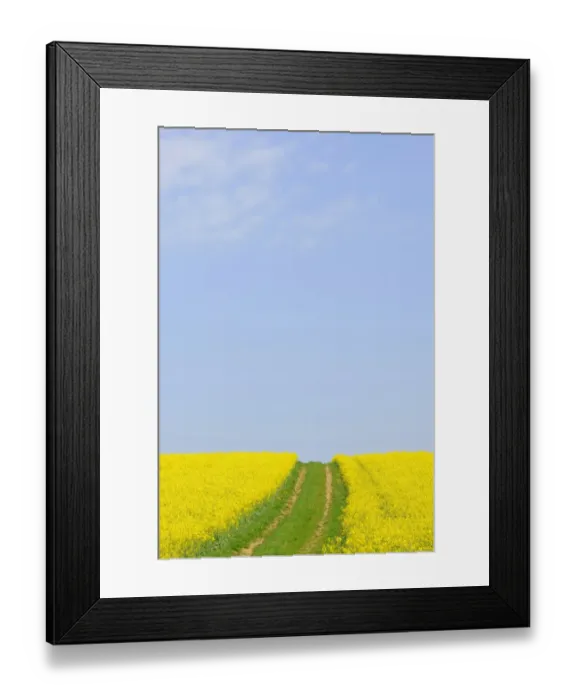 Framed Print : Canola field with dirt track in Bad Wimpfen, Baden-Wuerttemberg, Germany, Europe Framed Print : Canola field with dirt track in Bad Wimpfen, Baden-Wuerttemberg, Germany, Europe
