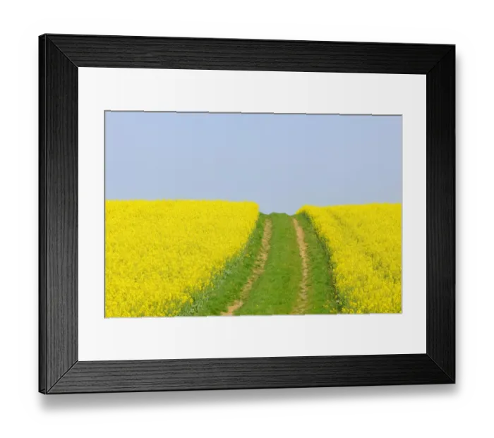Framed Print : Canola field with dirt track in Bad Wimpfen, Baden-Wuerttemberg, Germany, Europe Framed Print : Canola field with dirt track in Bad Wimpfen, Baden-Wuerttemberg, Germany, Europe