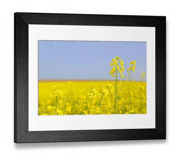Framed Print : Flowering canola field -Brassica napus-
