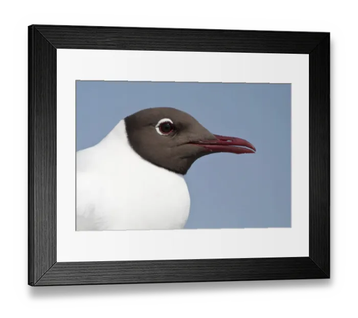 Framed Print : Portrait of a Black-headed Gull -Larus ridibundus-, Texel, The Netherlands Framed Print : Portrait of a Black-headed Gull -Larus ridibundus-, Texel, The Netherlands