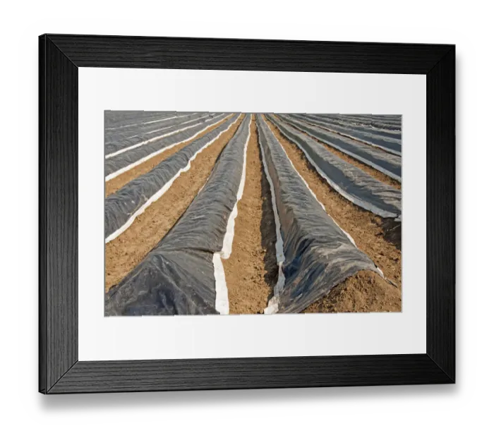 Framed Print : Asparagus field covered with plastic sheets, Meschenich, Cologne, Rhineland, North Rhine-Westphalia, Germany Framed Print : Asparagus field covered with plastic sheets, Meschenich, Cologne, Rhineland, North Rhine-Westphalia, Germany