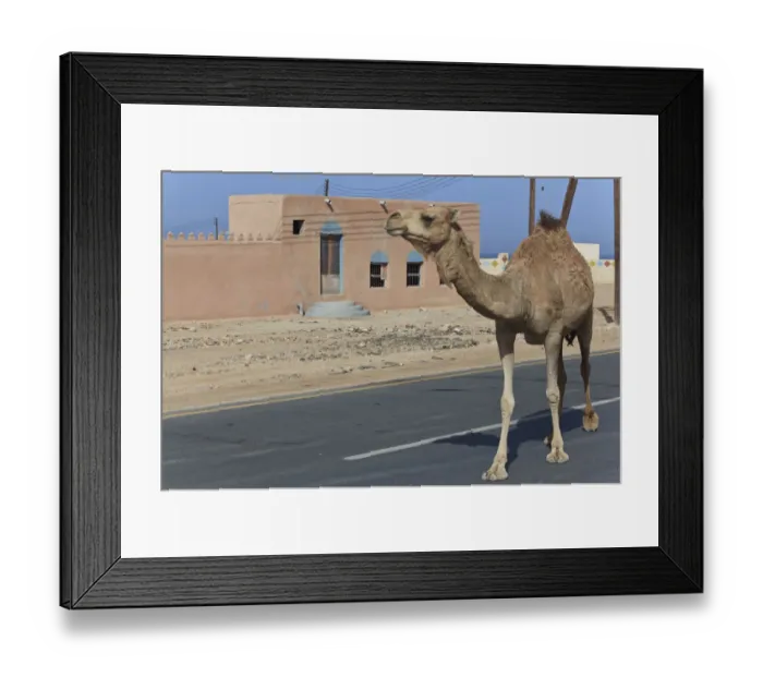 Framed Print : Dromedary -Camelus dromedarius- on a road, Quirat, Masqat, Oman Framed Print : Dromedary -Camelus dromedarius- on a road, Quirat, Masqat, Oman