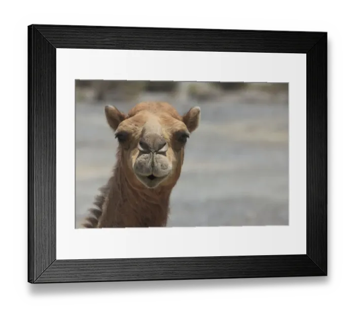 Framed Print : Dromedary -Camelus dromedarius-, living in the wild, portrait, Quirat, Masqat, Oman Framed Print : Dromedary -Camelus dromedarius-, living in the wild, portrait, Quirat, Masqat, Oman