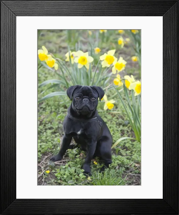 Framed Print : Young black pug sitting in front of daffodils