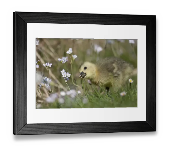Framed Print : Greylag Goose -anser anser-, gosling, North Hesse, Hesse, Germany Framed Print : Greylag Goose -anser anser-, gosling, North Hesse, Hesse, Germany