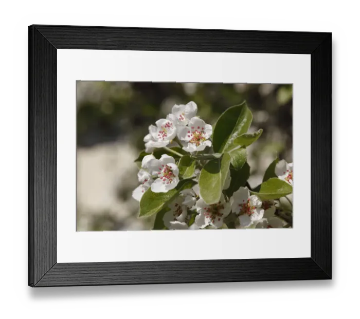 Framed Print : Pear blossoms -Pyrus communis-, Franconian Switzerland, Upper Franconia, Franconia, Bavaria, Germany, Europe
