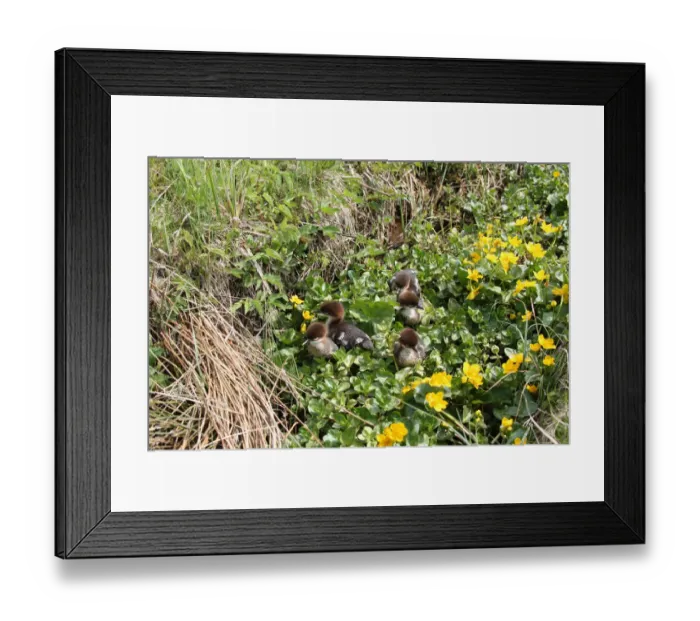 Framed Print : Goosander or Common Merganser chicks -Mergus merganser-, one day, between marsh marigold flowers, Allgaeu, Bavaria, Germany, Europe Framed Print : Goosander or Common Merganser chicks -Mergus merganser-, one day, between marsh marigold flowers, Allgaeu, Bavaria, Germany, Europe