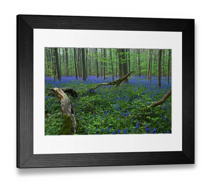 Framed Print : Atlantic Bluebells or Common Bluebells -Hyacinthoides non-scripta-, Hallerbos, Halle, Flemish Brabant province, Flemish Region, Belgium Framed Print : Atlantic Bluebells or Common Bluebells -Hyacinthoides non-scripta-, Hallerbos, Halle, Flemish Brabant province, Flemish Region, Belgium