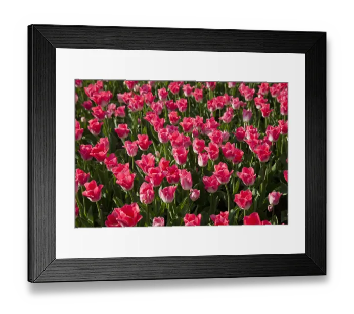 Framed Print : Bed of pink Tulips -Tulipa- Framed Print : Bed of pink Tulips -Tulipa-