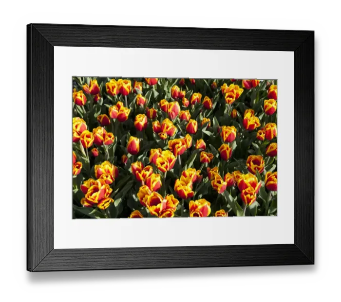 Framed Print : Bed of yellow and red Tulips -Tulipa- Framed Print : Bed of yellow and red Tulips -Tulipa-