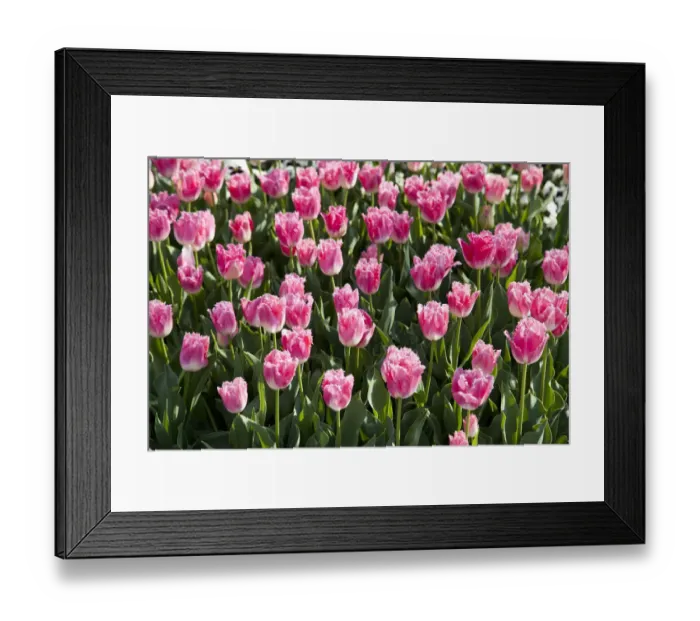 Framed Print : Bed of pink Tulips -Tulipa- Framed Print : Bed of pink Tulips -Tulipa-
