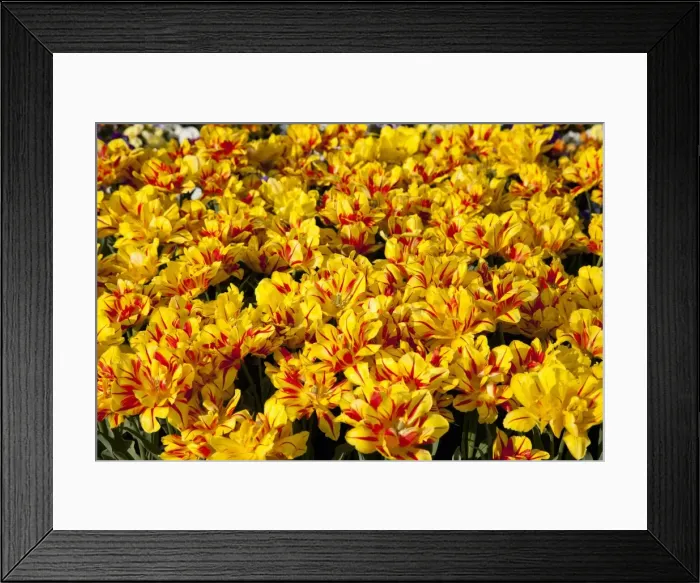 Framed Print : Bed of yellow and red Tulips -Tulipa- Framed Print : Bed of yellow and red Tulips -Tulipa-