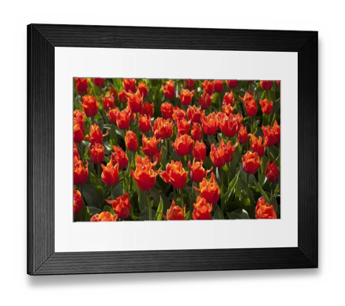 Framed Print : Bed of red Tulips -Tulipa- Framed Print : Bed of red Tulips -Tulipa-