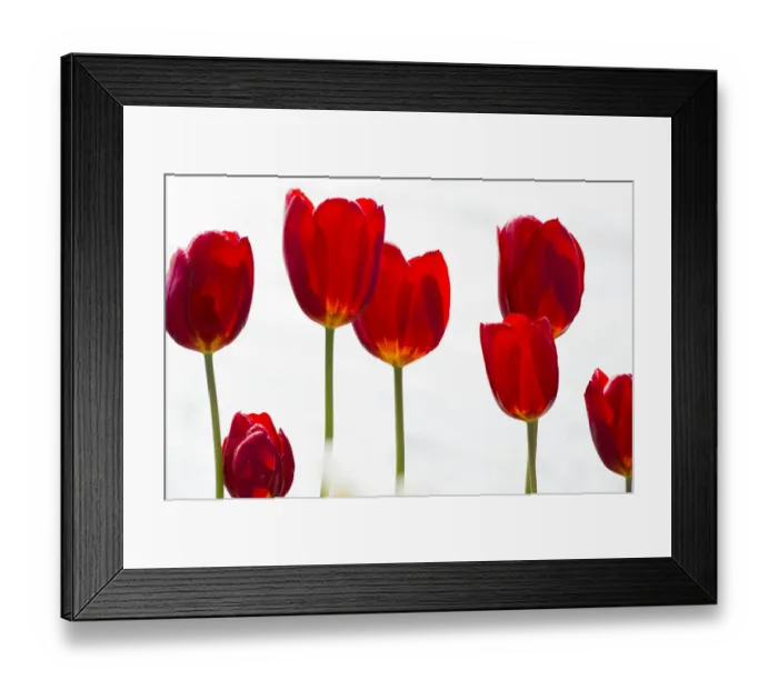 Framed Print : Red tulips -Tulipa- Framed Print : Red tulips -Tulipa-
