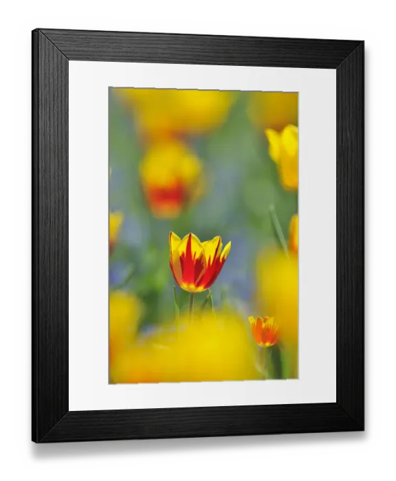 Framed Print : Tulips -Tulipa-, red, yellow