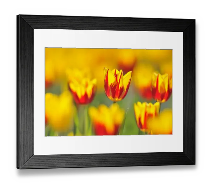 Framed Print : Tulips -Tulipa-, red, yellow Framed Print : Tulips -Tulipa-, red, yellow