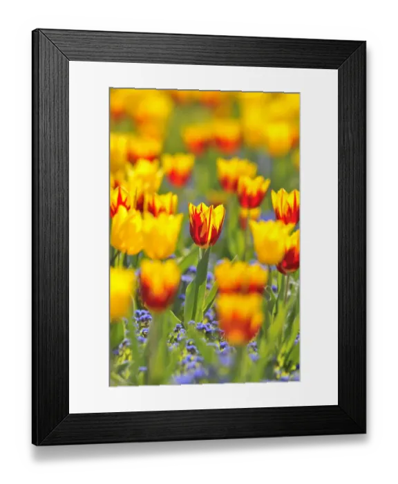 Framed Print : Tulips -Tulipa-, red, yellow Framed Print : Tulips -Tulipa-, red, yellow