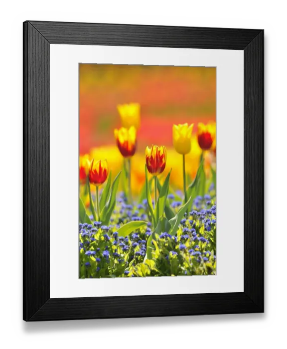 Framed Print : Tulips -Tulipa-, red, yellow Framed Print : Tulips -Tulipa-, red, yellow