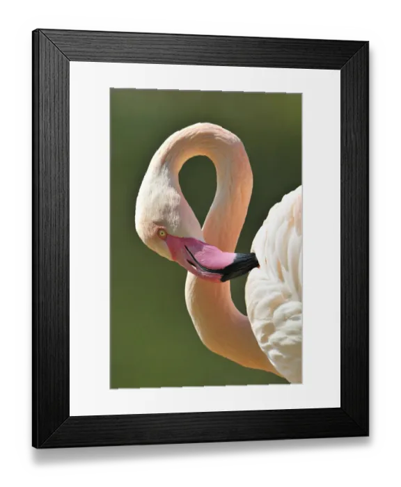 Framed Print : Chilean Flamingo -Phoenicopterus chilensis-, portrait Framed Print : Chilean Flamingo -Phoenicopterus chilensis-, portrait