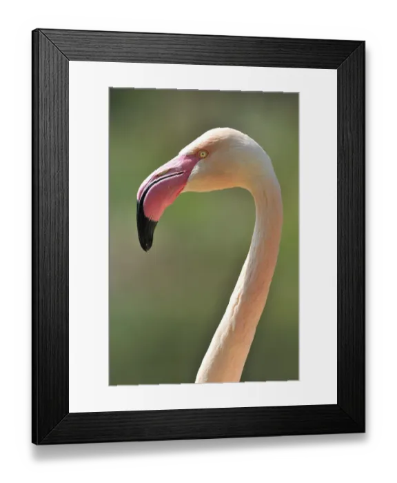 Framed Print : Chilean Flamingo -Phoenicopterus chilensis-, portrait Framed Print : Chilean Flamingo -Phoenicopterus chilensis-, portrait