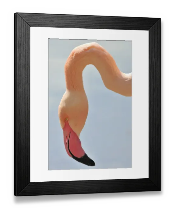 Framed Print : Chilean Flamingo -Phoenicopterus chilensis-, portrait Framed Print : Chilean Flamingo -Phoenicopterus chilensis-, portrait