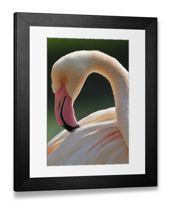 Framed Print : Chilean Flamingo -Phoenicopterus chilensis-, preening Framed Print : Chilean Flamingo -Phoenicopterus chilensis-, preening