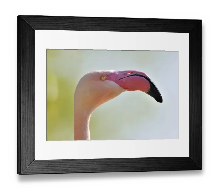 Framed Print : Chilean Flamingo -Phoenicopterus chilensis-, portrait Framed Print : Chilean Flamingo -Phoenicopterus chilensis-, portrait